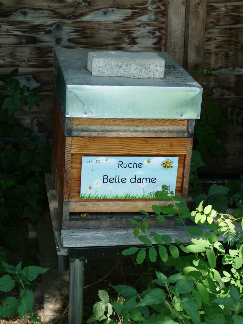 La ruche Belle dame