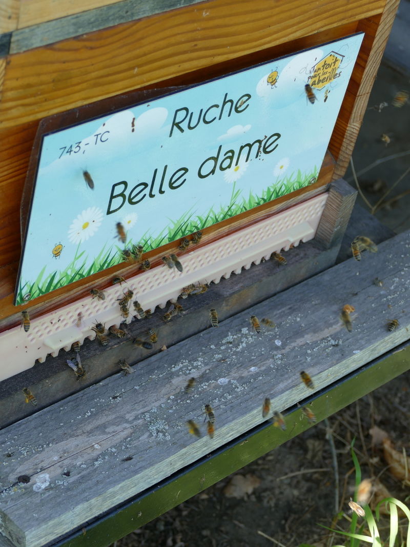 La ruche Belle dame