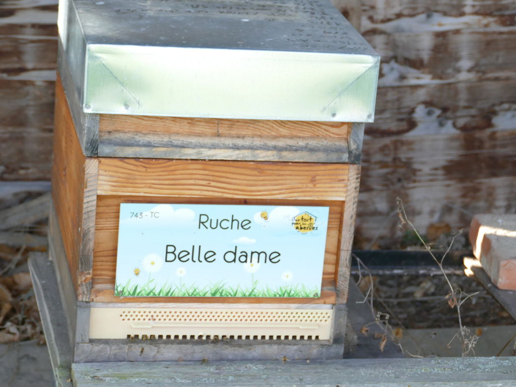 La ruche Belle dame
