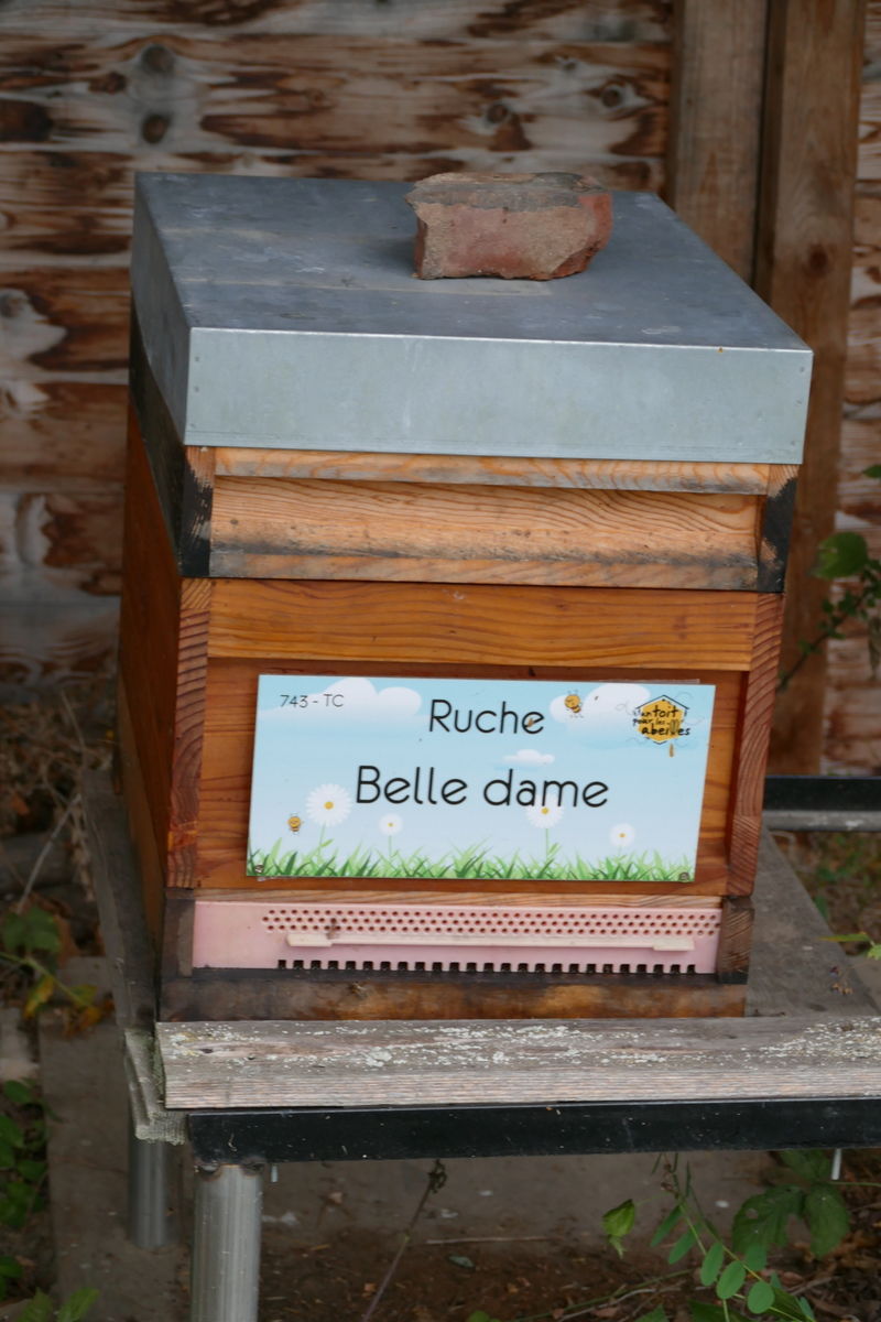 La ruche Belle dame