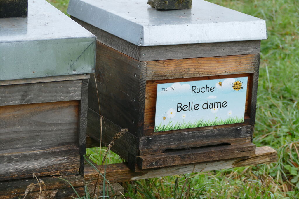 La ruche Belle dame