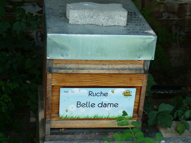 La ruche Belle dame