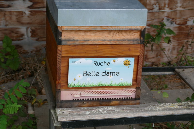 La ruche Belle dame