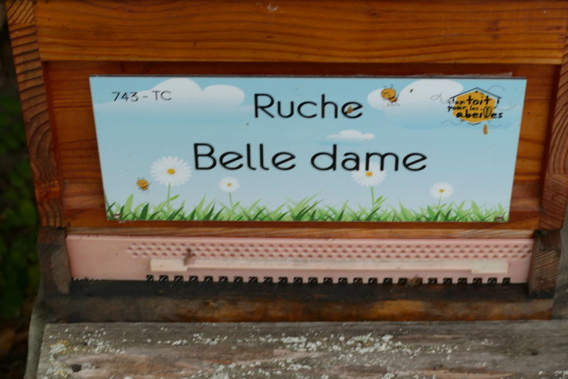 La ruche Belle dame