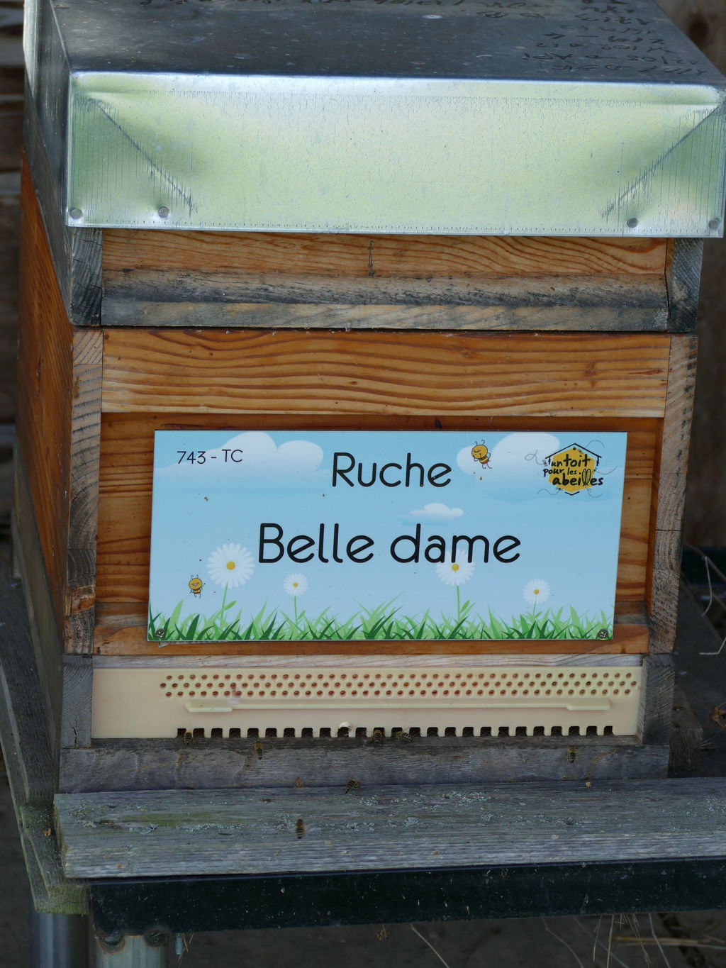 La ruche Belle dame