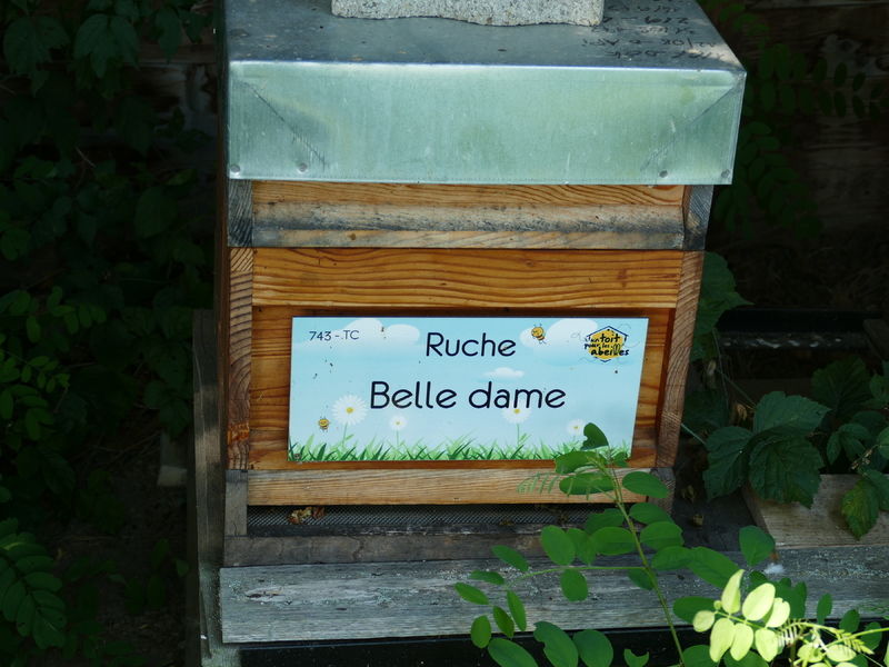 La ruche Belle dame
