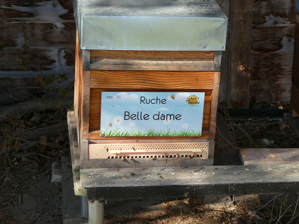 La ruche Belle dame