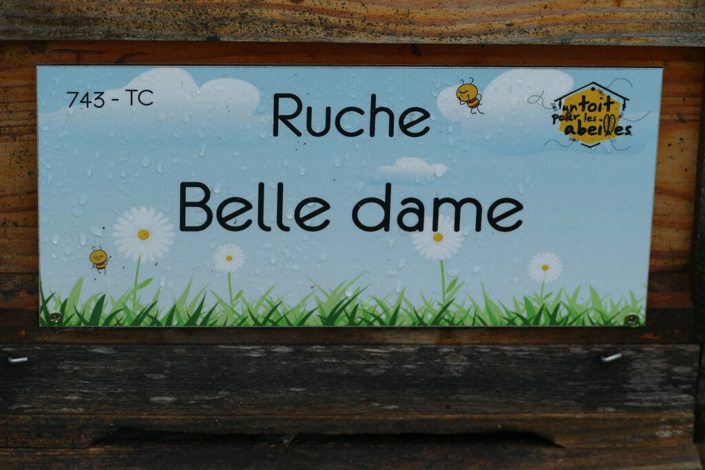 La ruche Belle dame