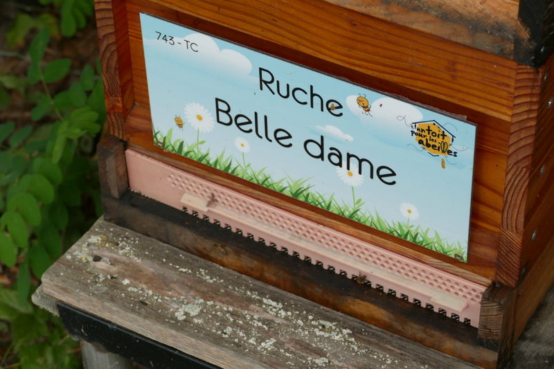 La ruche Belle dame