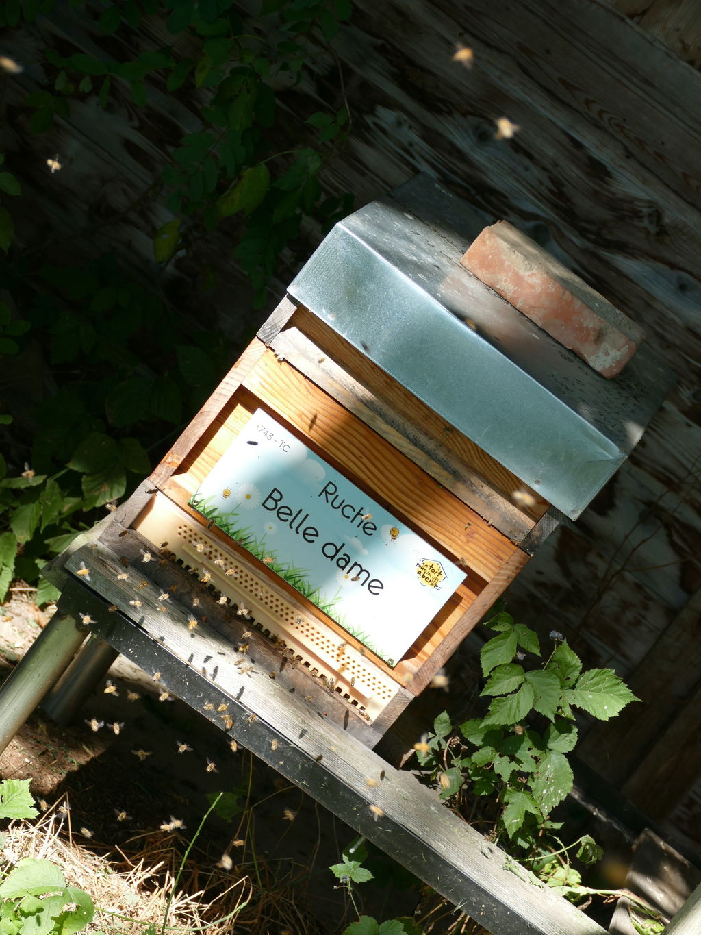 La ruche Belle dame