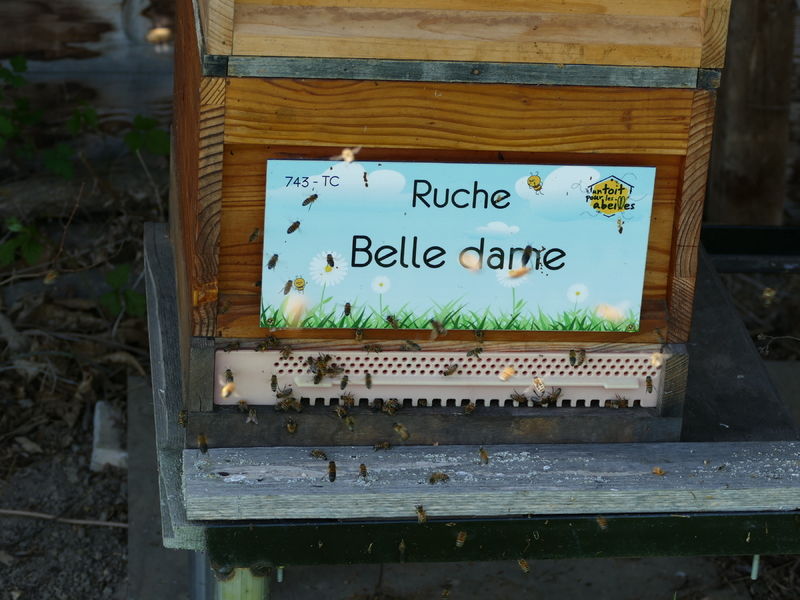 La ruche Belle dame