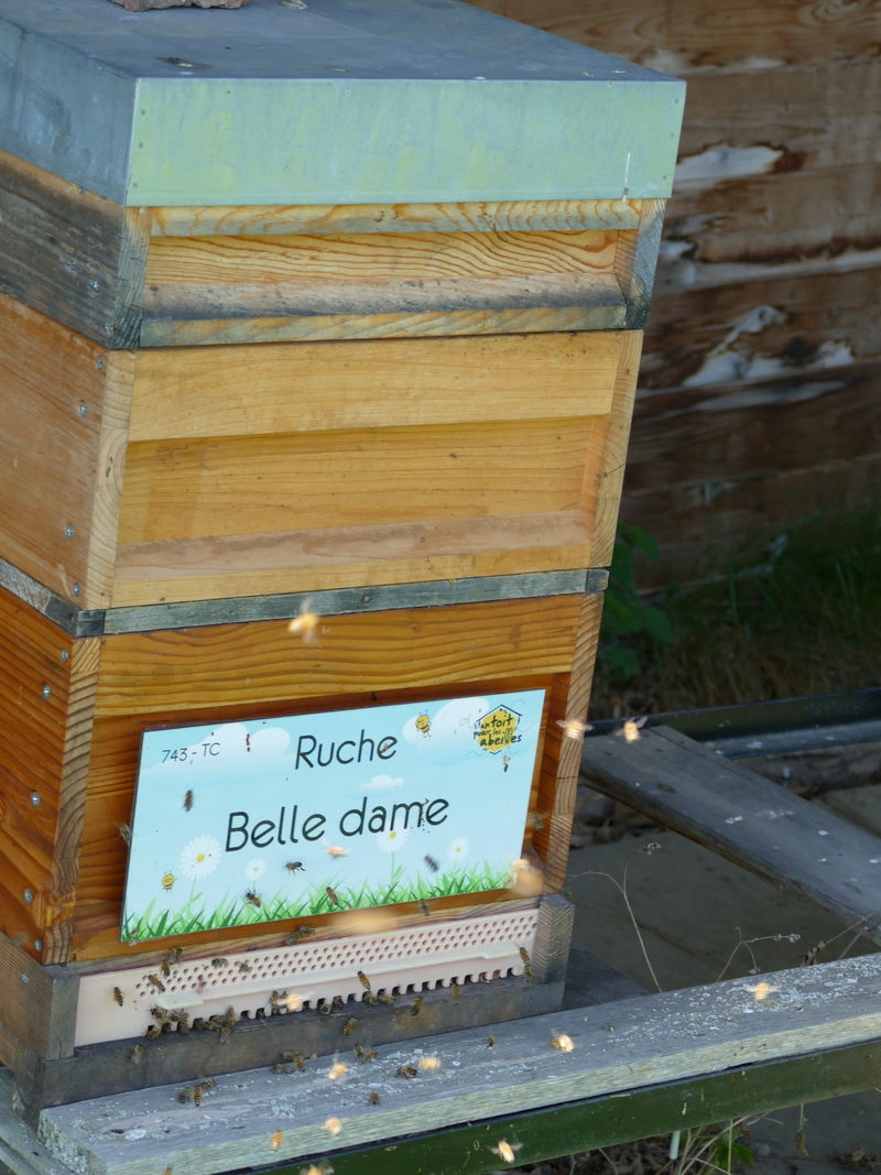 La ruche Belle dame