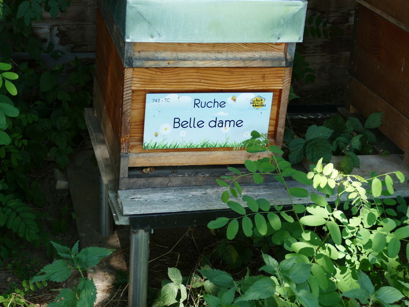 La ruche Belle dame
