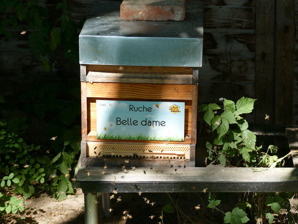 La ruche Belle dame