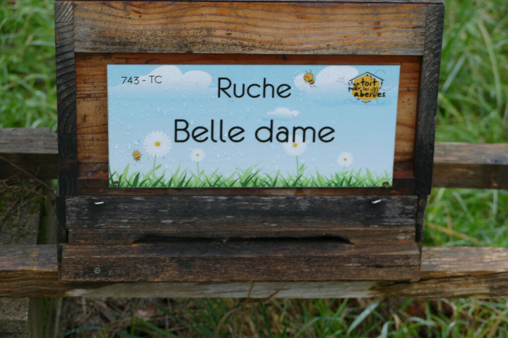 La ruche Belle dame