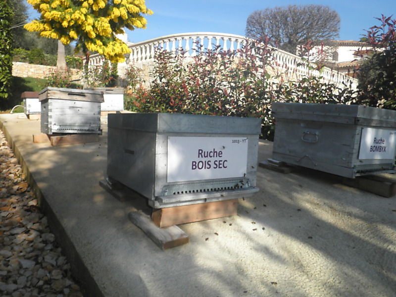 La ruche Bois sec