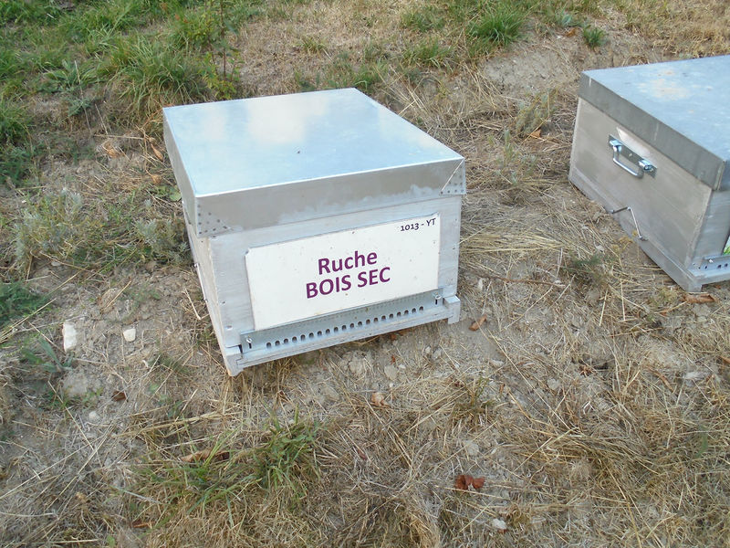 La ruche Bois sec