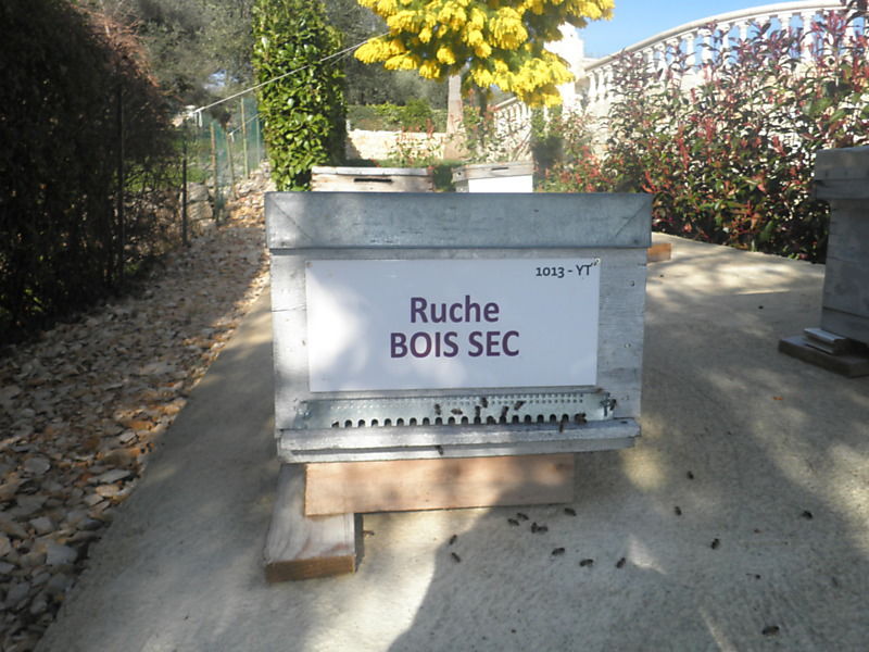 La ruche Bois sec