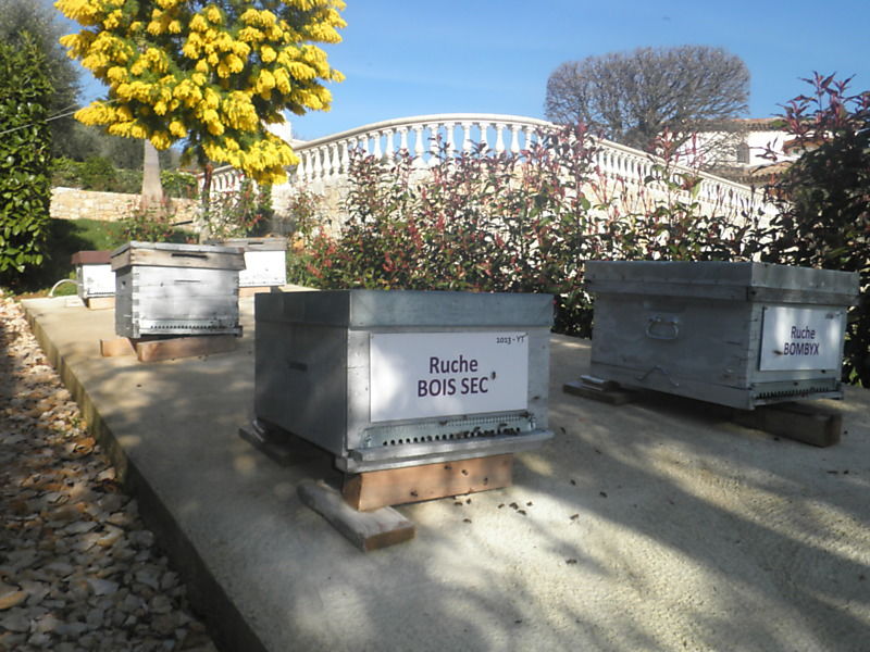La ruche Bois sec