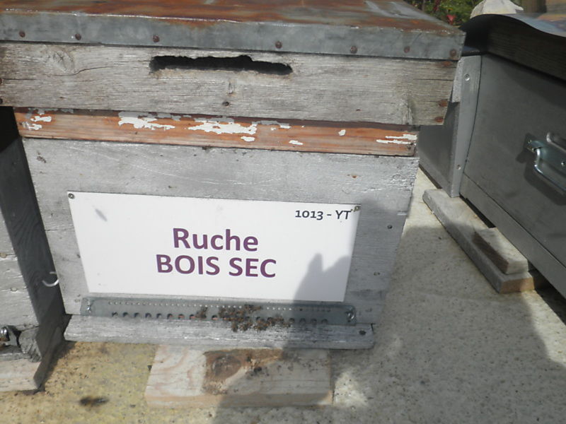 La ruche Bois sec