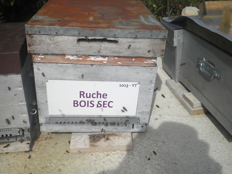 La ruche Bois sec