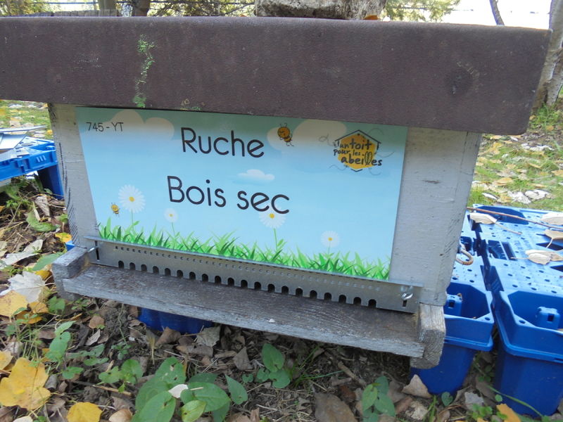 La ruche Bois sec