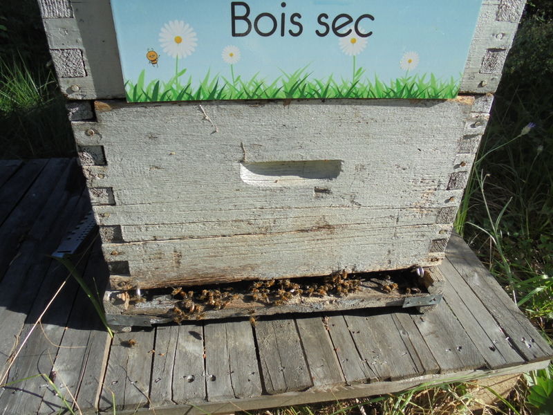 La ruche Bois sec