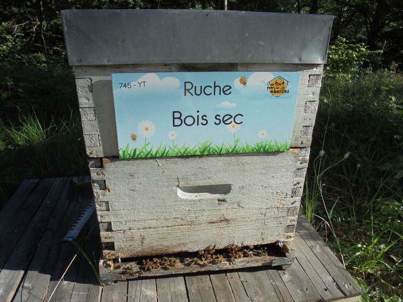 La ruche Bois sec