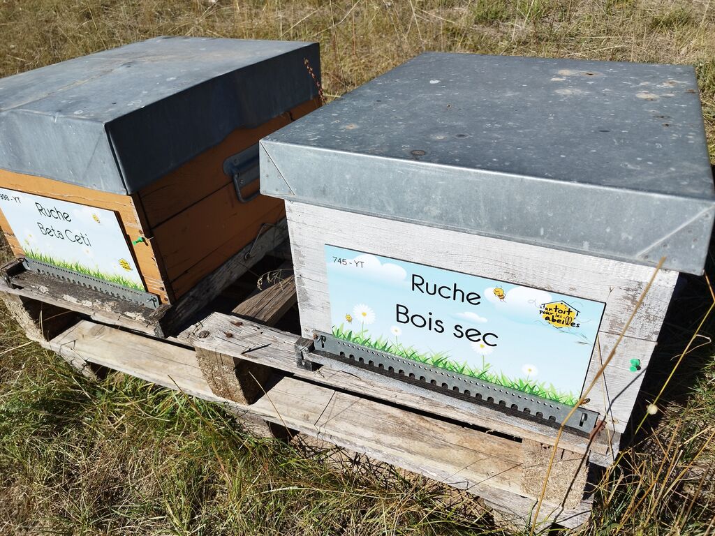 La ruche Bois sec