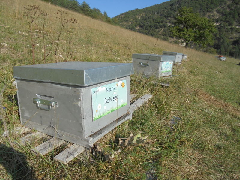 La ruche Bois sec