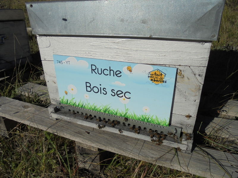 La ruche Bois sec