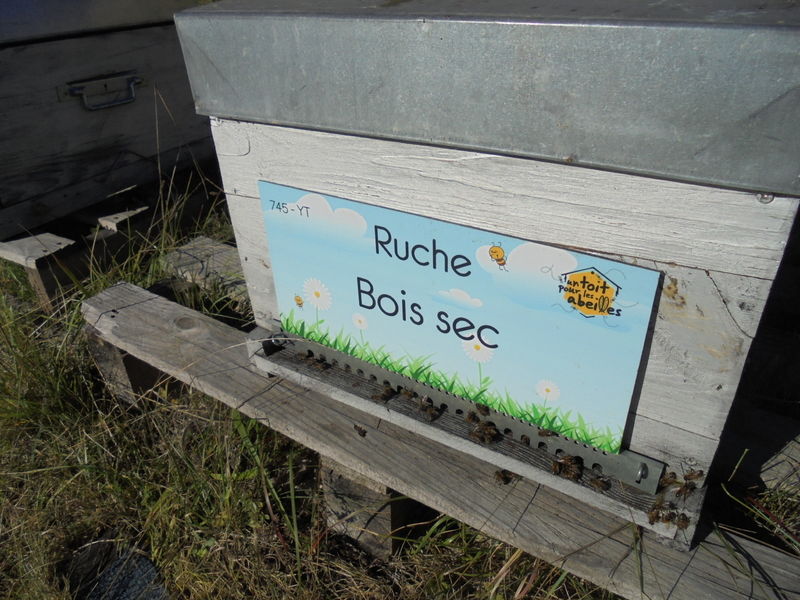La ruche Bois sec