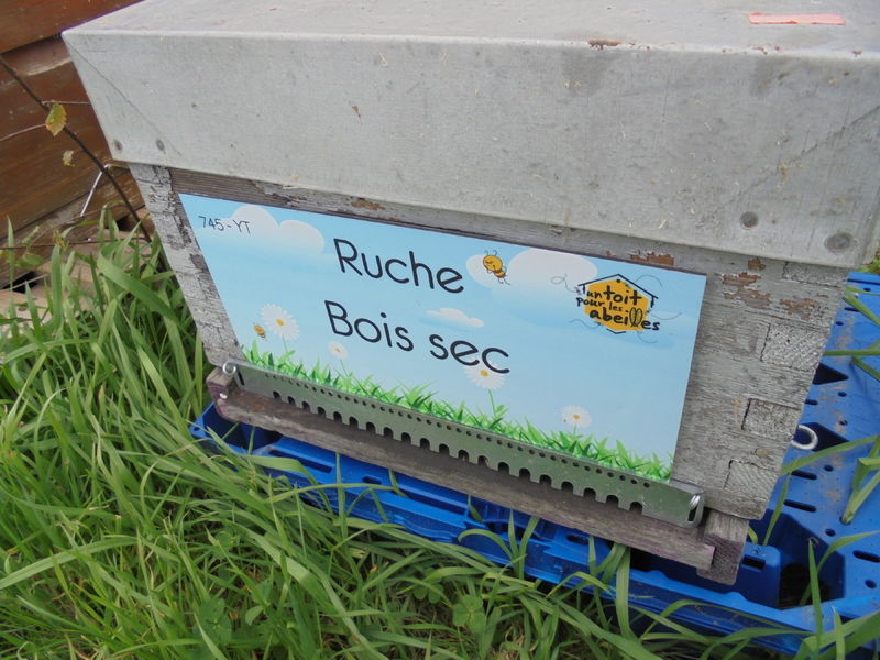 La ruche Bois sec