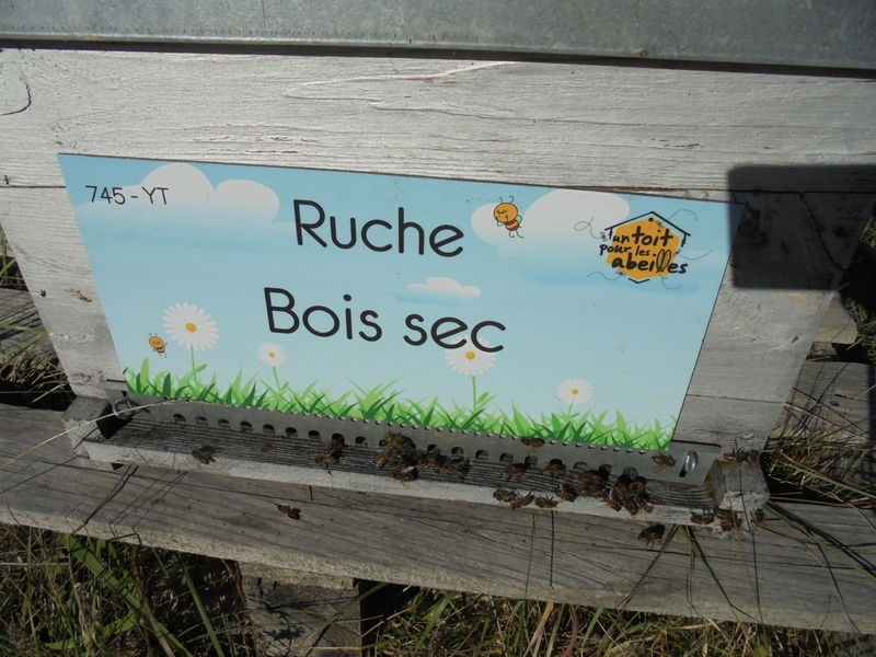 La ruche Bois sec