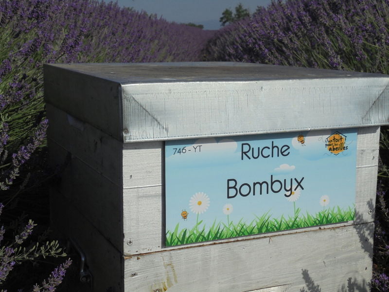 La ruche Bombyx