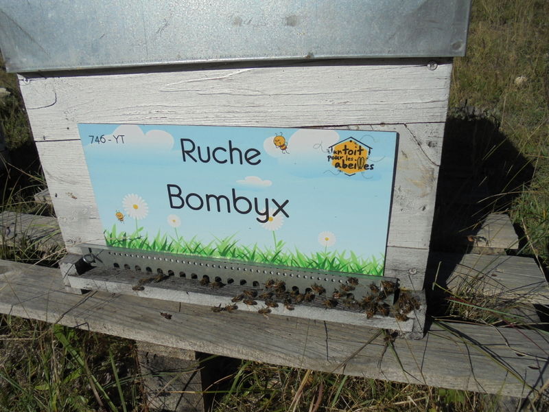 La ruche Bombyx