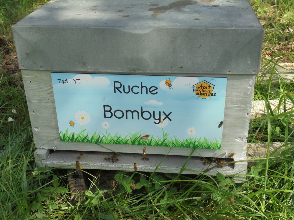 La ruche Bombyx