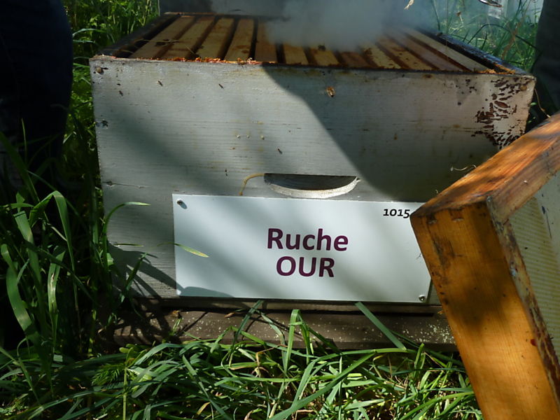 La ruche Ruche Our