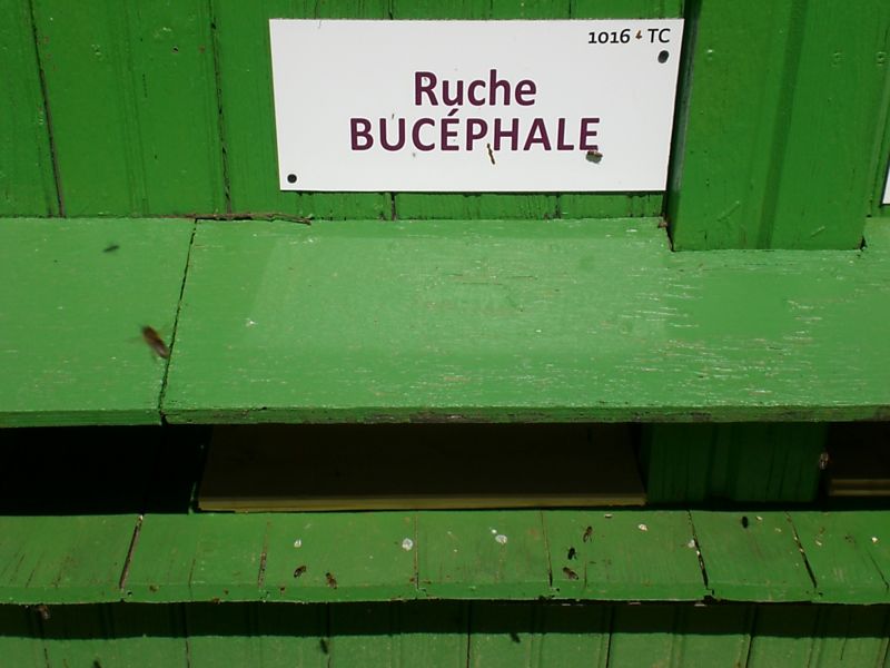 La ruche