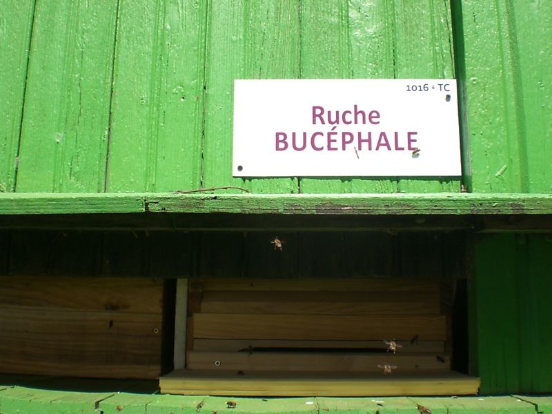 La ruche Bucéphale