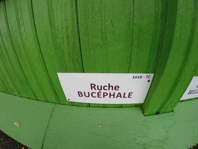 La ruche Bucéphale