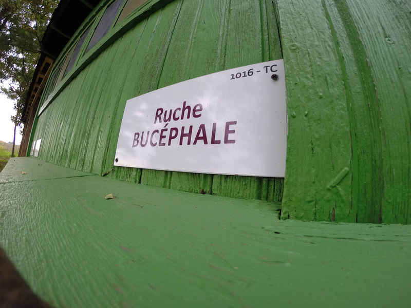 La ruche Bucéphale