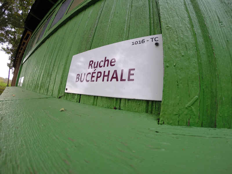 La ruche Bucéphale