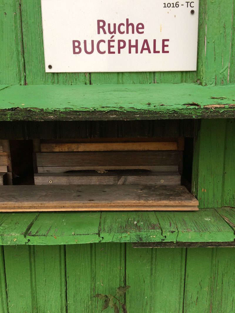 La ruche Bucéphale