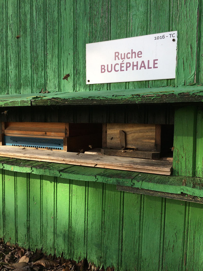 La ruche Bucéphale