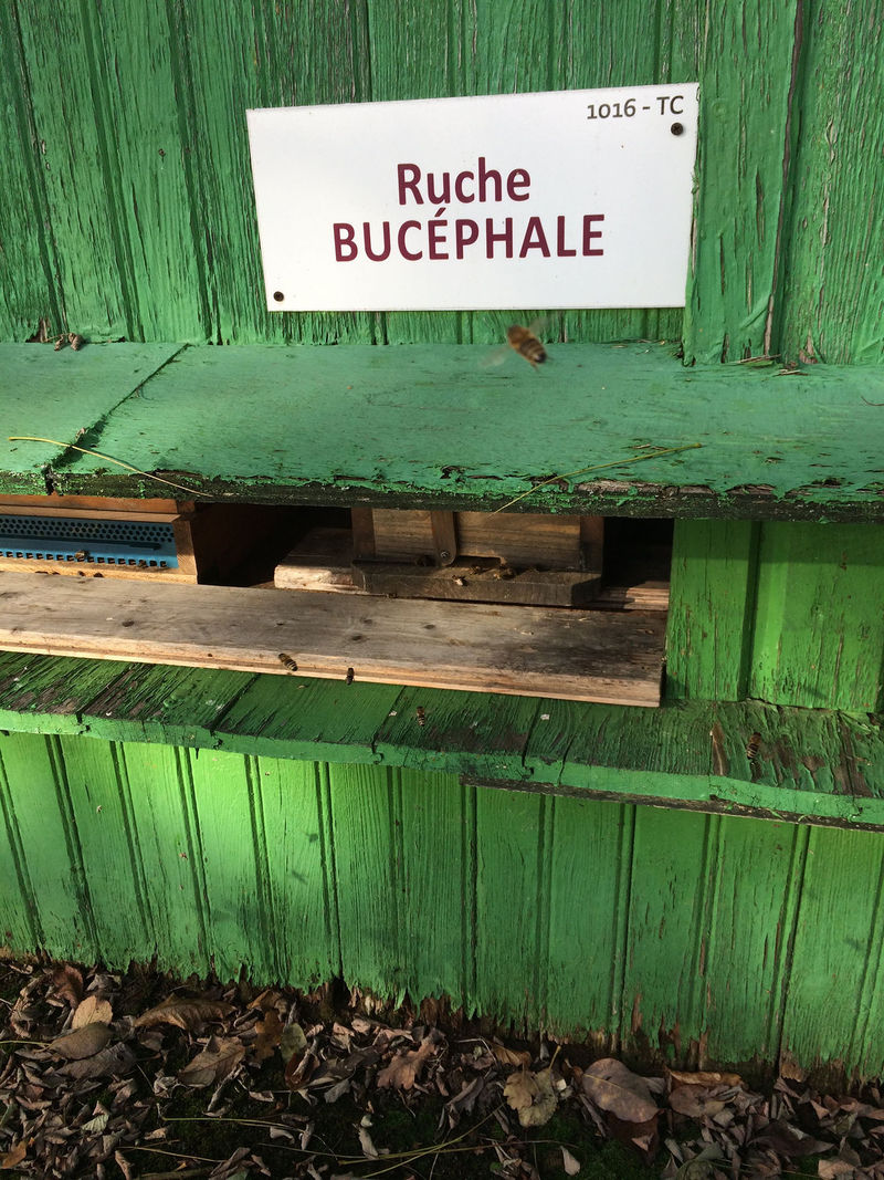 La ruche 