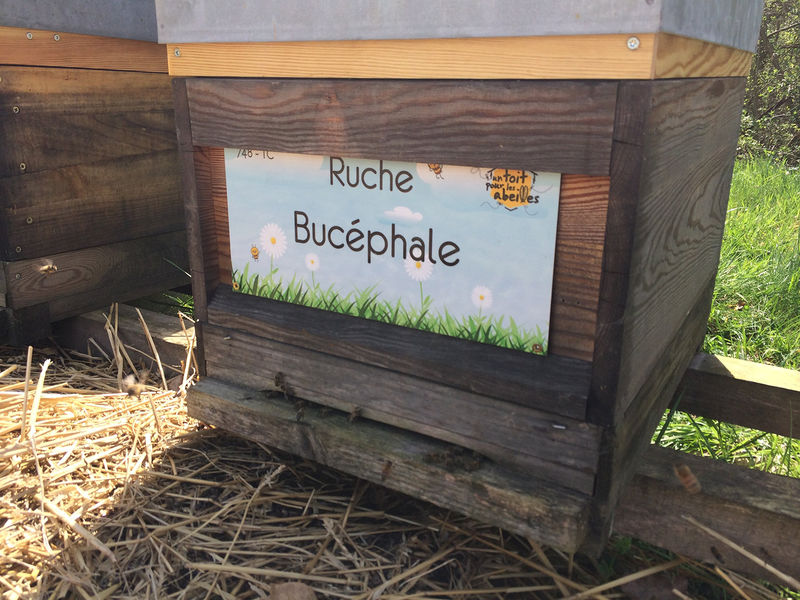La ruche Bucéphale