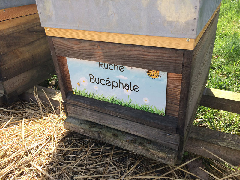 La ruche Bucéphale