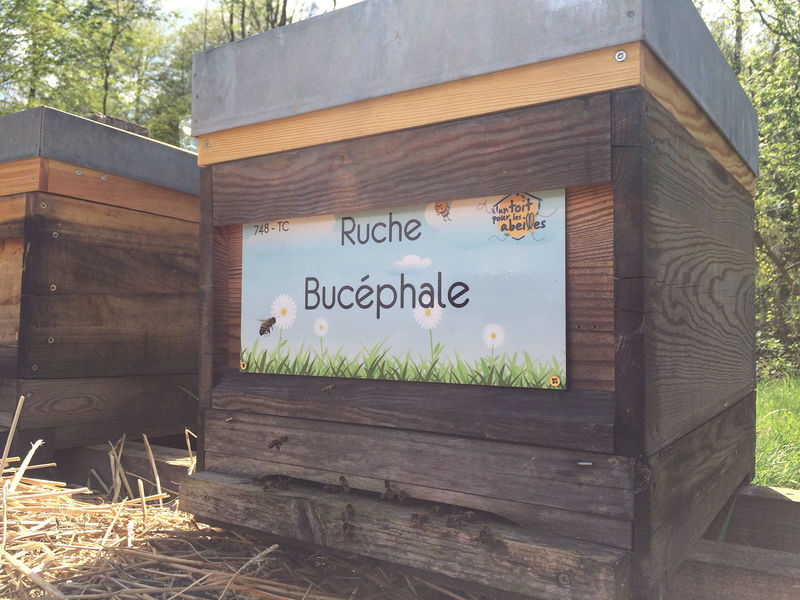 La ruche Bucéphale