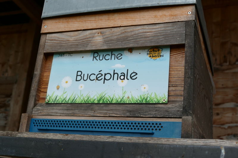 La ruche Bucéphale